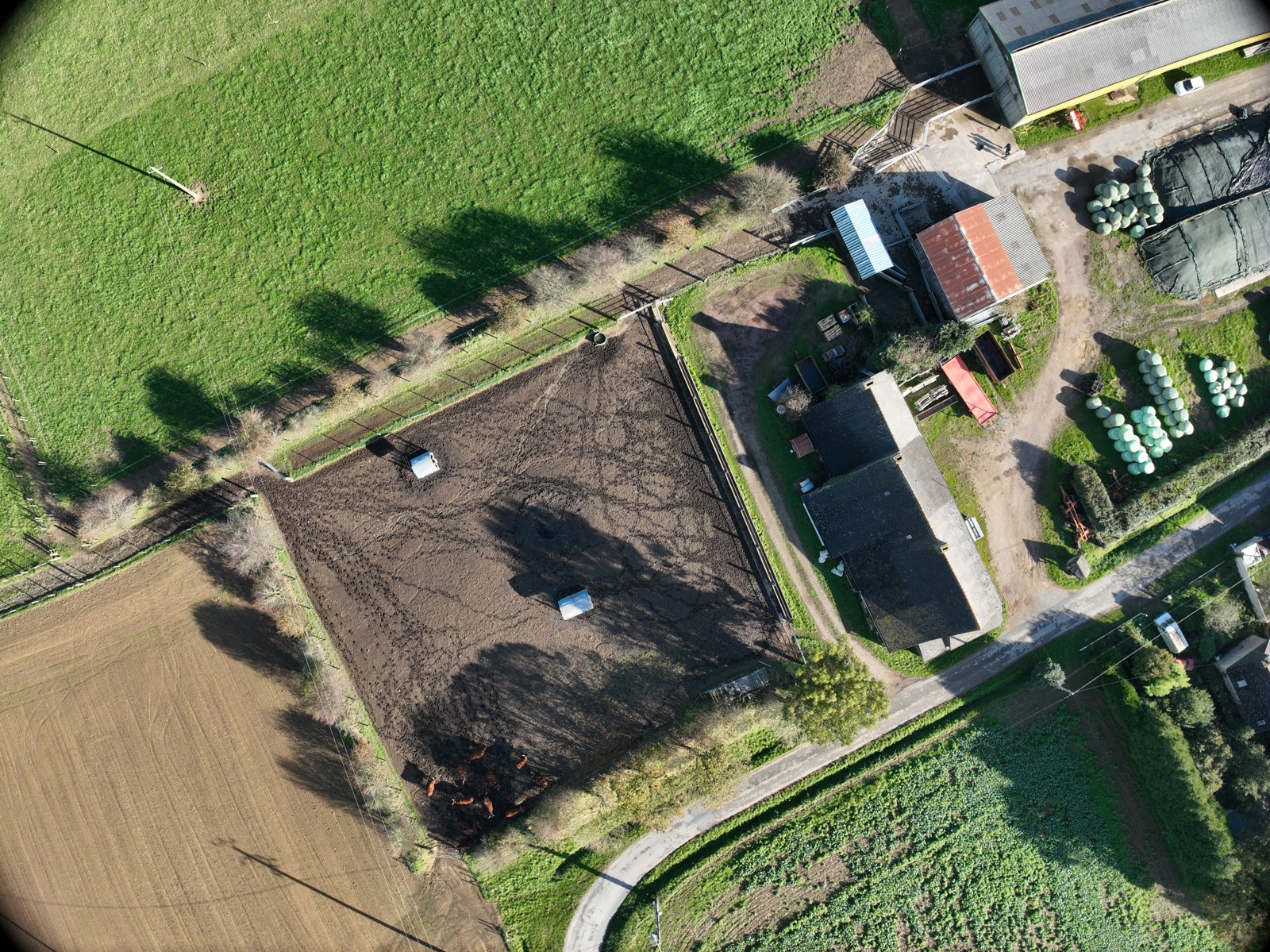 A real drone photograph of cattle gathered in a farm enclosure, with fields and agricultural buildings around it.